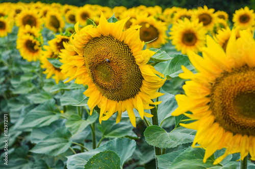 Fototapeta Naklejka Na Ścianę i Meble -  Rows of sunflowers on the field.