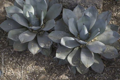 two Parry's Agave plants also know as mescal agave have a blue green coloring and a dark point on the tip of the leaf. Scientific name agave parryi photo