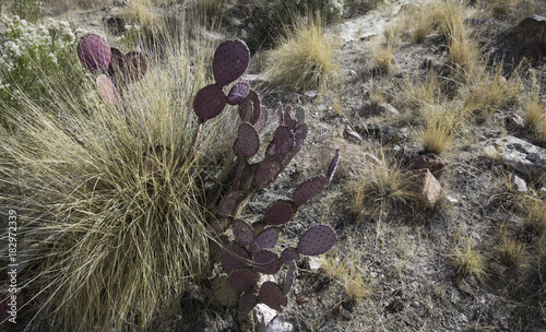 plants in the Arizona desert