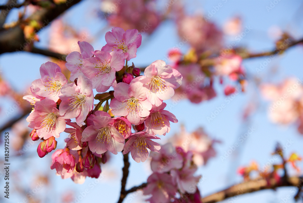 桜