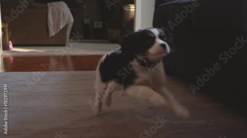 Slow motion shot of an odorable puppy prancing in a living room. He ends up prancing out of the frame 