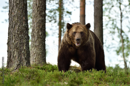 brown bear (ursus arctos) in a forest landscape