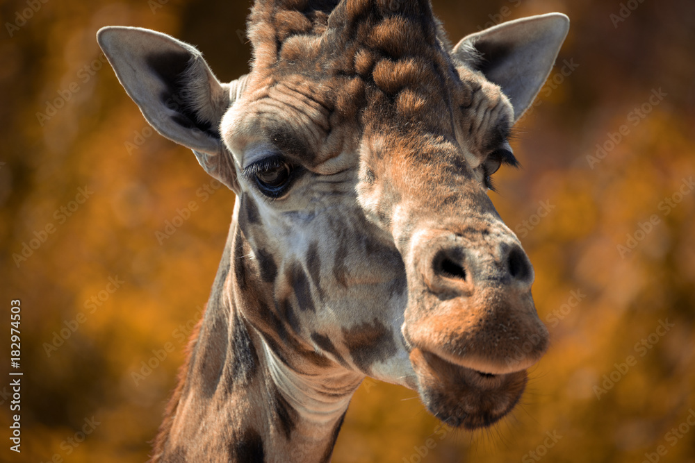 Naklejka premium Animal