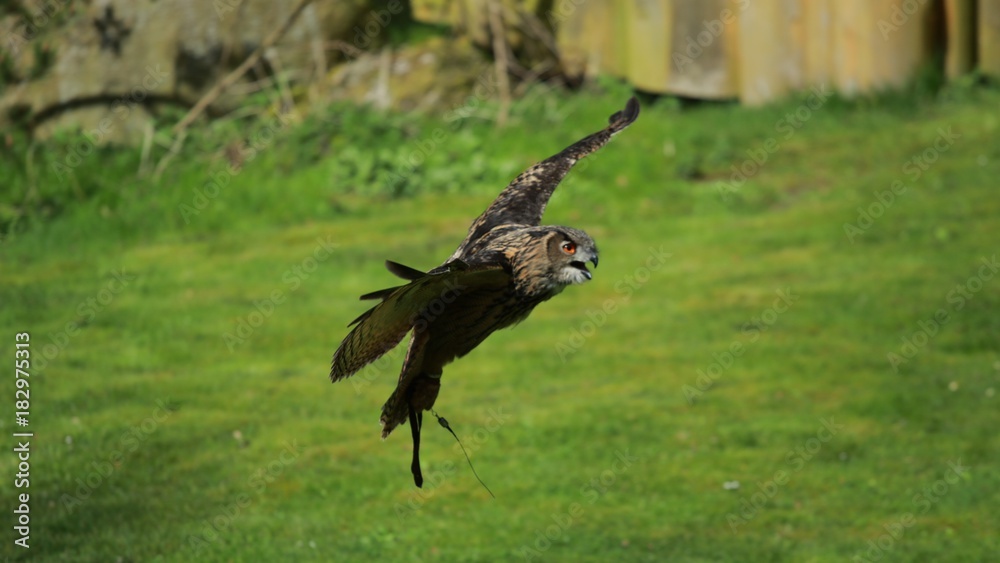 Fototapeta premium Animal