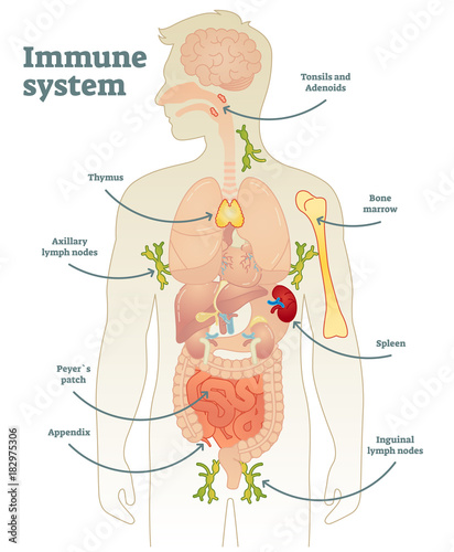 Illustrated vector human immune system