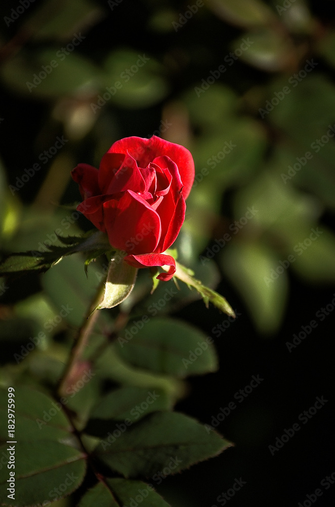 Fototapeta premium Closeup of blooming red rose