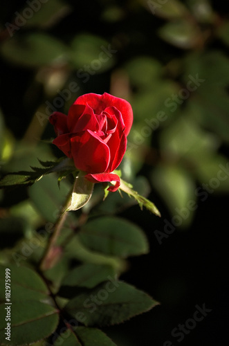 Closeup of blooming red rose