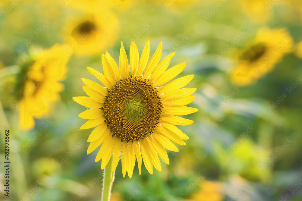 sunflowers sunflowers