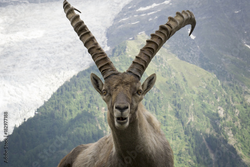 Tablou canvas Portrait of an alpine ibex (capra ibex).