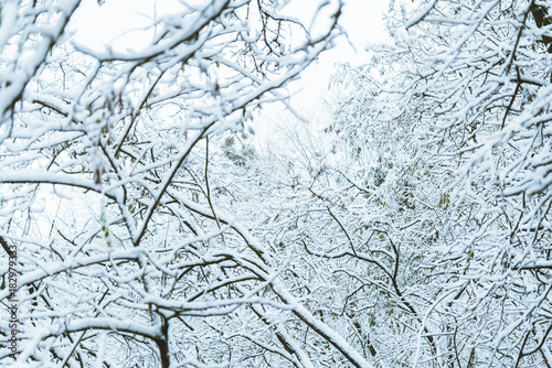 bush branches covered with snow in morning
