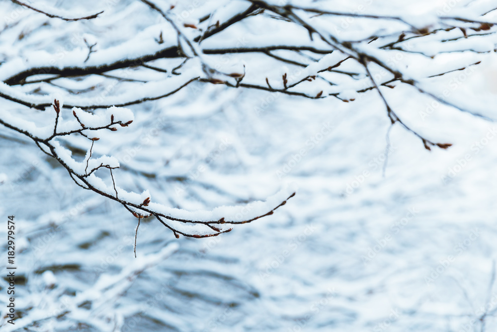Obraz premium bush branches covered with snow in morning