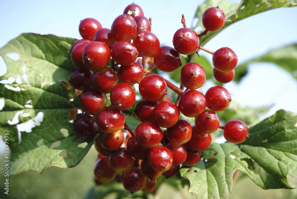 red berries of Viburnum arrow wood
