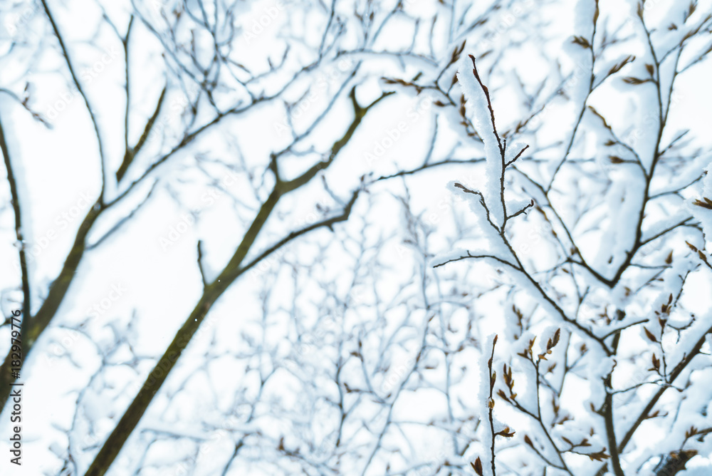 bush branches covered with snow in morning