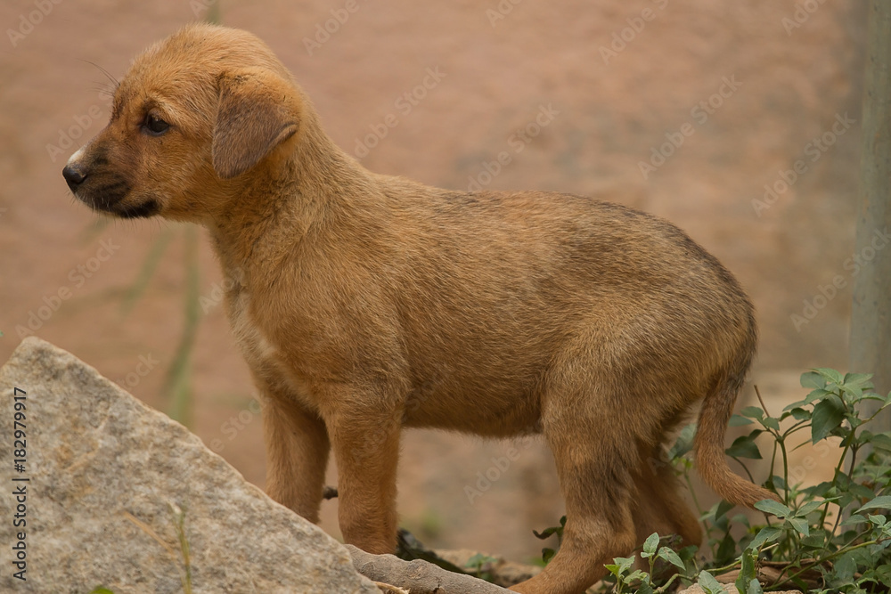 Feral puppy on sale