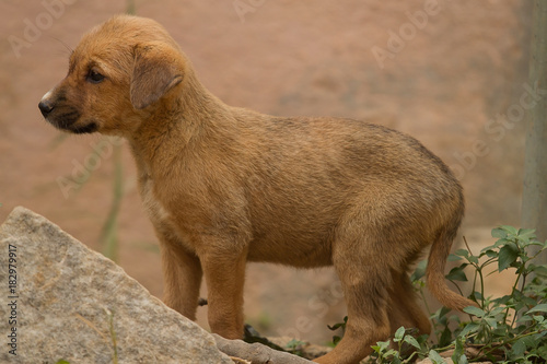 Canvas Print photo of a cute little tan feral puppy in India