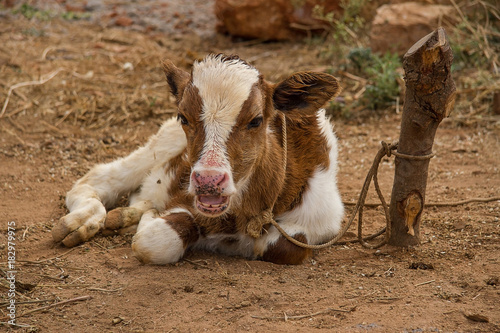 A young calf resting while chewing the cud 