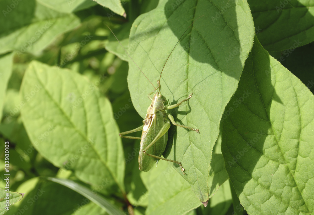Indian locust of Acrididae family perched on green bush Indian locust of Acrididae family perched on green bush