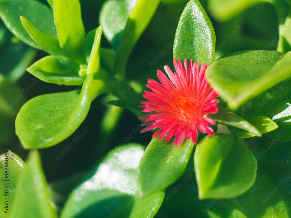 Macro shot of succulent green plant with pink flower growing outdoors. Macro shot of succulent green plant with pink flower growing outdoors.