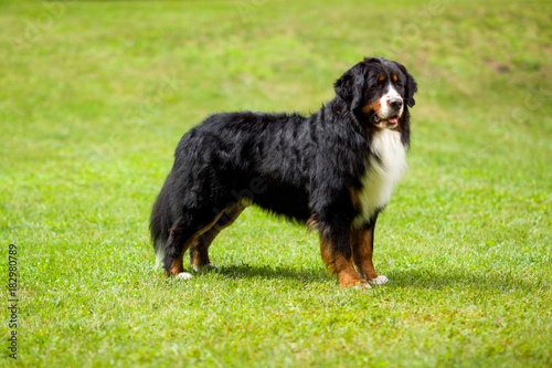 Bermese Mountain Dog standing on grass