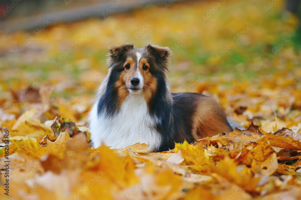 Adorable sable Sheltie dog lying down outdoors in fallen maple leaves in autumn Adorable sable Sheltie dog lying down outdoors in fallen maple leaves in autumn