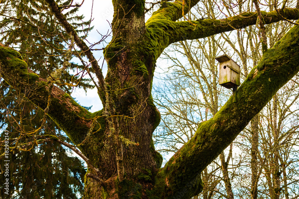 old, mossy tree with a large bird cage