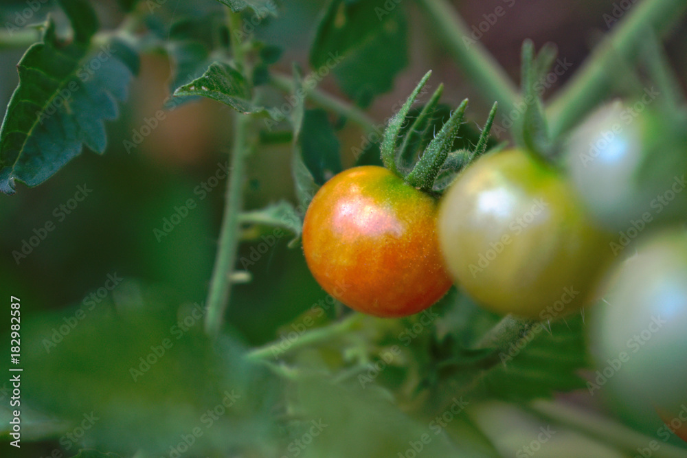 Closeup of unripe cherry tomatoes in the garden Closeup of unripe cherry tomatoes in the garden