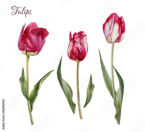 Flowers set of hand drawn watercolor tulips. Illustration #182982920