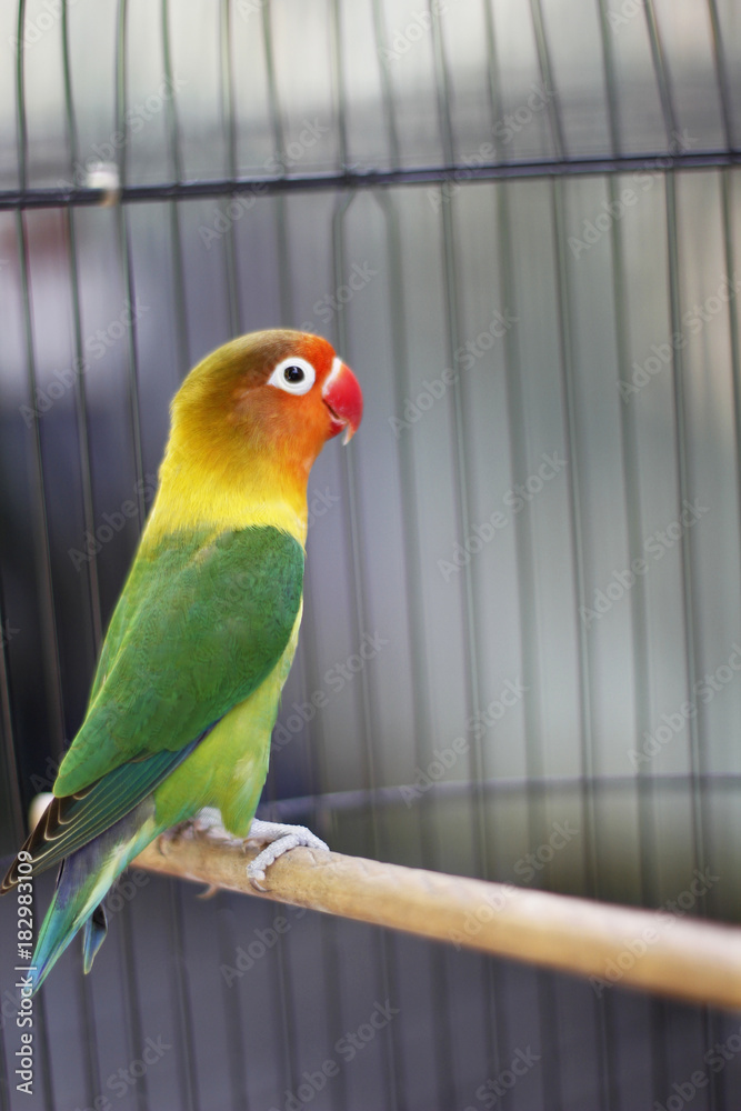 Fototapeta premium Lovebird sitting on the cage