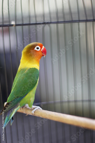 Lovebird sitting on the cage
