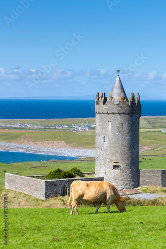Doonagore castle with Irish cow in Doolin - Ireland
