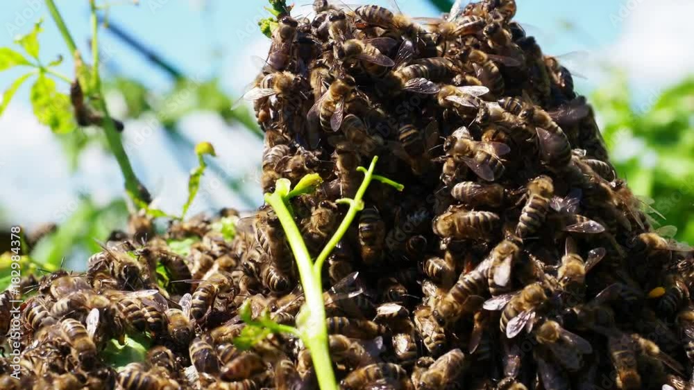 Bees swarm in garden