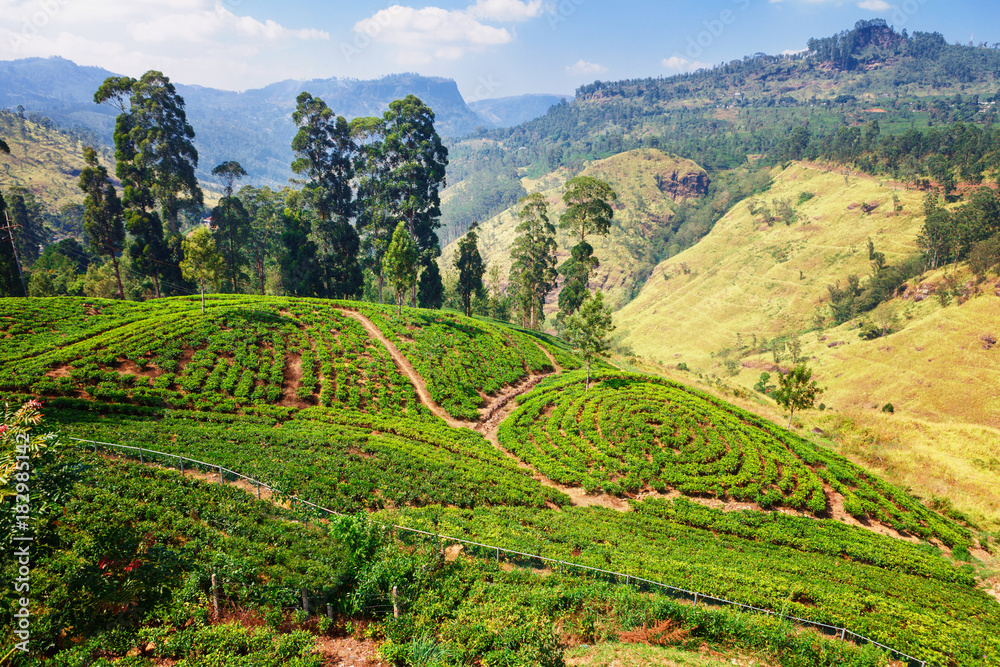 Tea plantation in up country near Nuwara Eliya, Sri Lanka