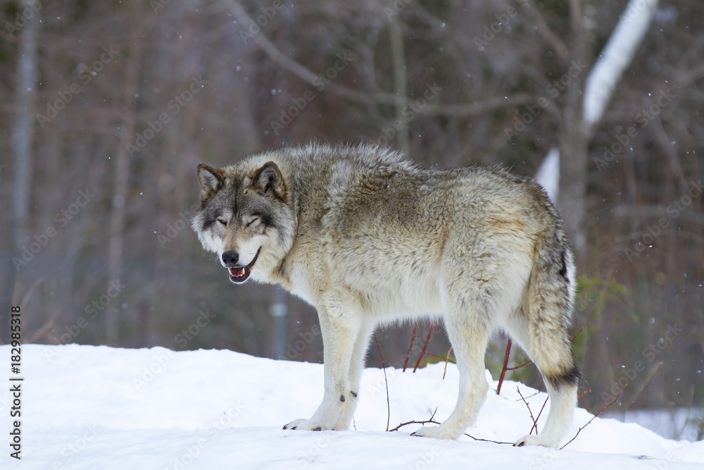 Timber wolf or Grey Wolf (Canis lupus) walking in the winter snow in Canada