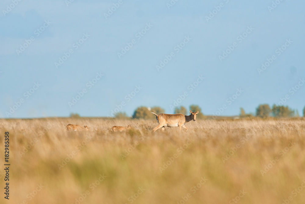 Naklejka premium saigaks endangered species