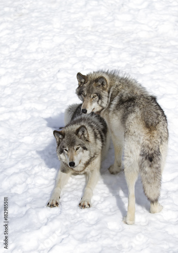 Timber wolves or Grey Wolf (Canis lupus) standing in the winter snow © Jim Cumming