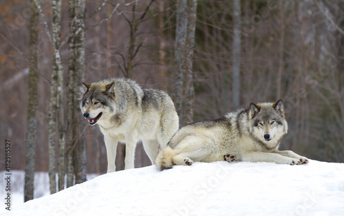 Timber wolves or Grey wolves (Canis lupus) standing in the winter snow in Canada