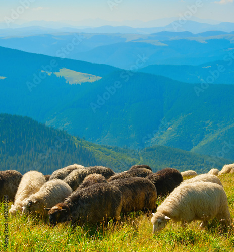 Mountains herd of sheeps gr...