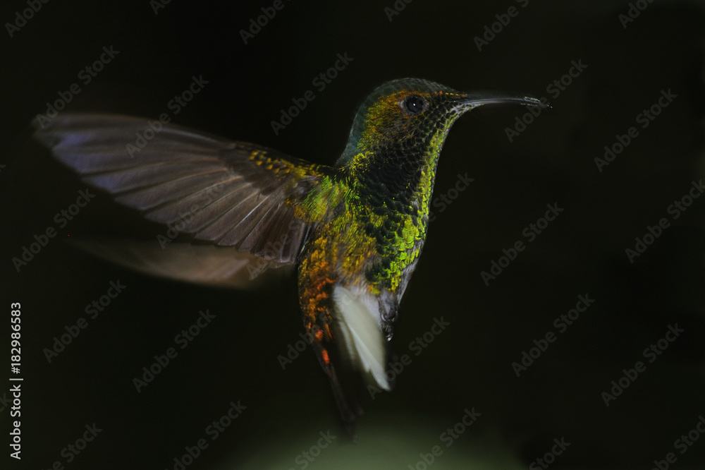 Fototapeta premium Stripe-tailed Hummingbird flying