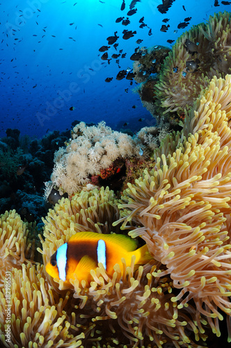 Amphiprion bicinctus (Twoband anemonefish) in Red Sea