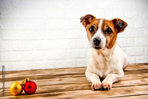 A cute dog resting on a wooden surface. White background.