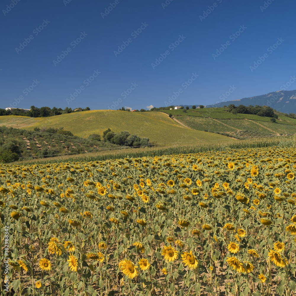 Fototapeta premium Landscape near Loreto Aprutino (Abruzzi) at summer