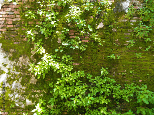 morning time and green creeper and young tree growing on a brick wall,pattern old moist wall with plant and lichen in sunshine