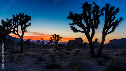 Joshua-Tree-Nationalpark  Kalifornien  USA