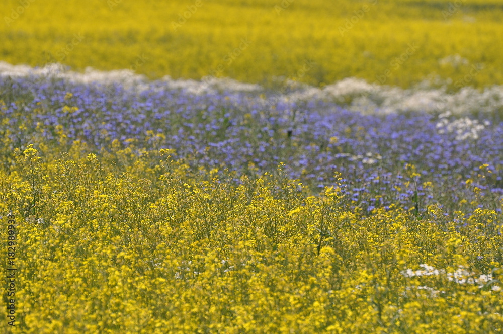 Obraz premium Pole - rzepak i chabry