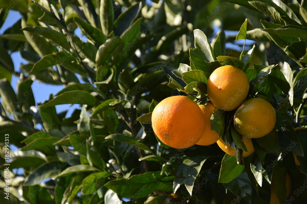 Satsuma orange - Citrus unshiu. It is called “Mikan” in Japan.
Satsuma orange - Citrus unshiu. It is called “Mikan” in Japan.