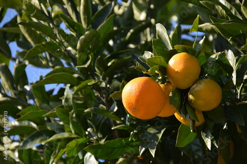 Satsuma orange - Citrus unshiu. It is called “Mikan” in Japan.


