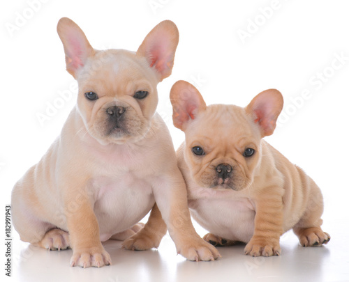 two french bulldog puppies