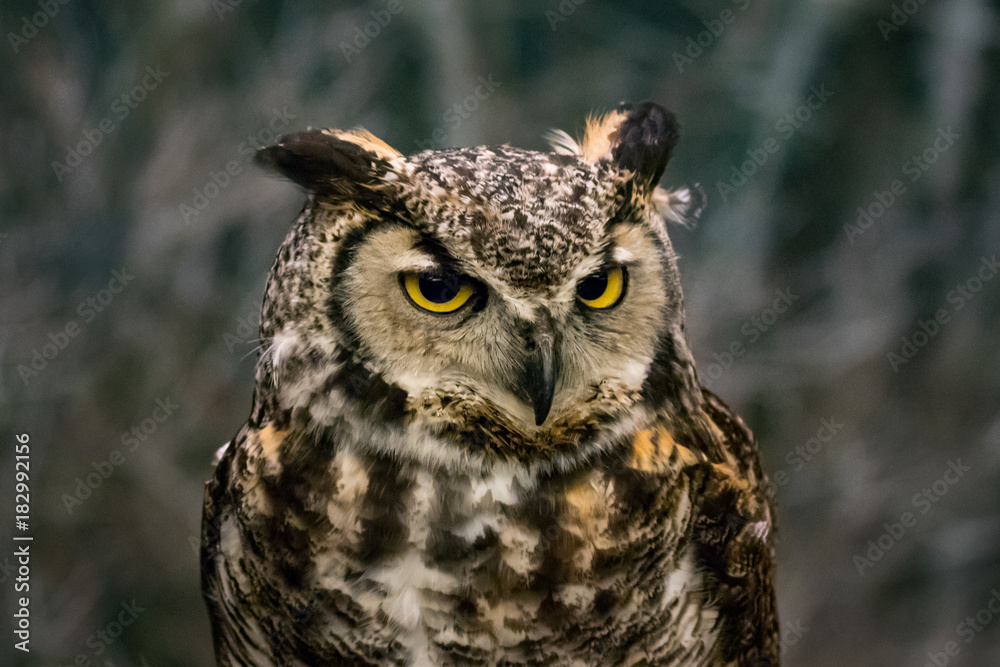 Owl Owl