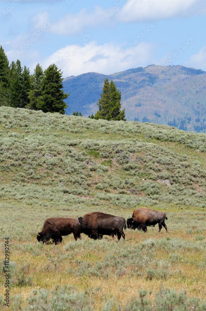 American bison (Bison bison) in Yellowstone National Park, Wyoming, U.S.A.