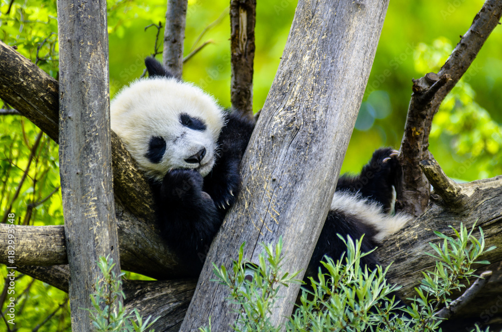 Fototapeta premium Słodka panda
